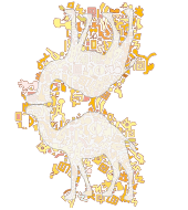 camel vector image